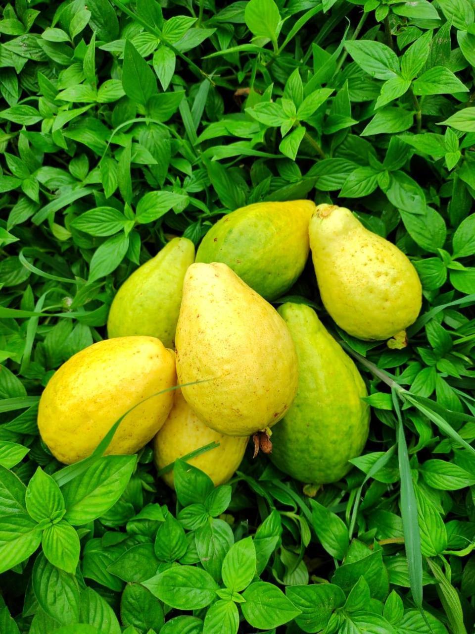 Cabana Wiwa Tayrona Los Naranjos Luaran gambar