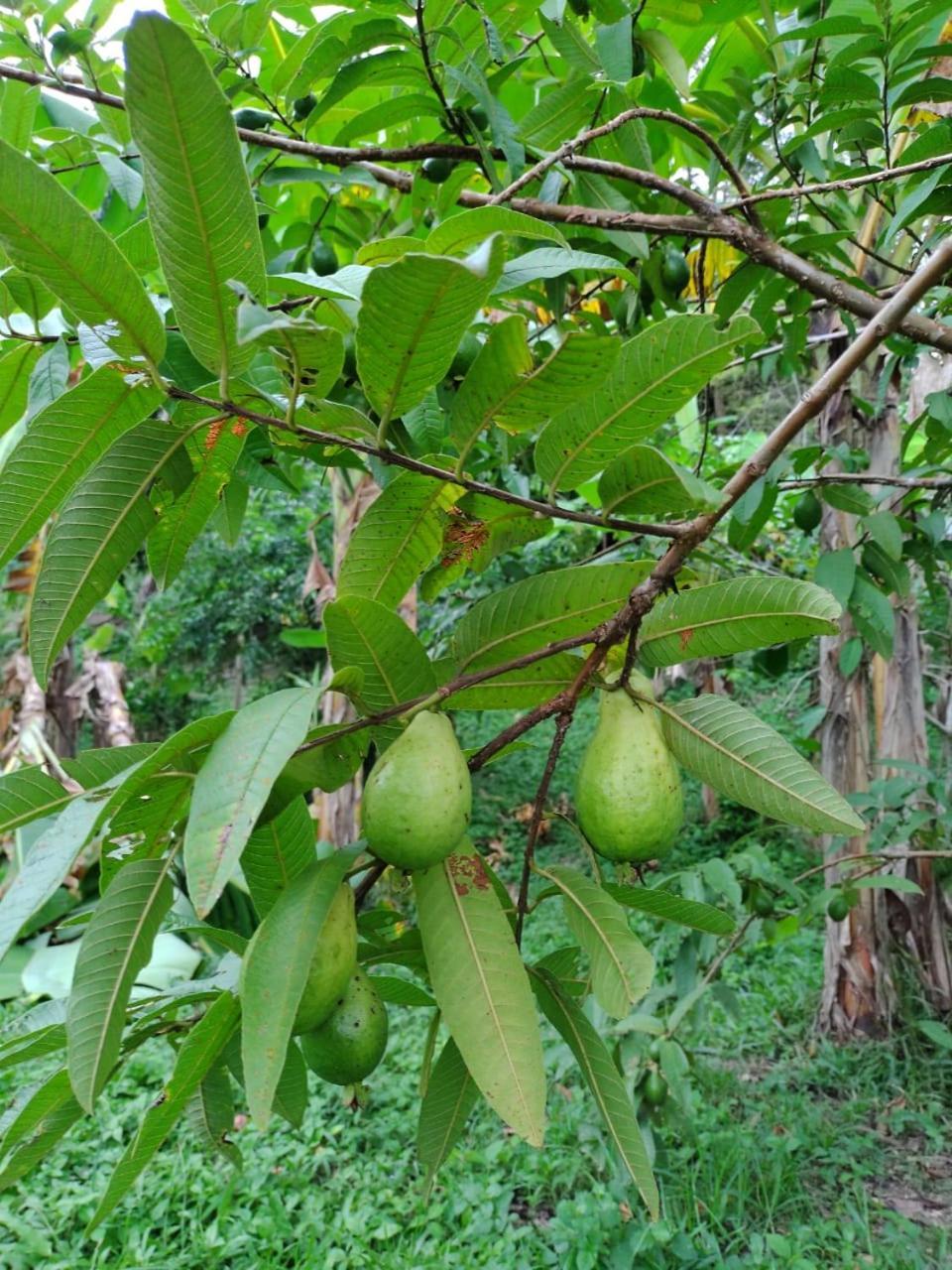 Cabana Wiwa Tayrona Los Naranjos Luaran gambar