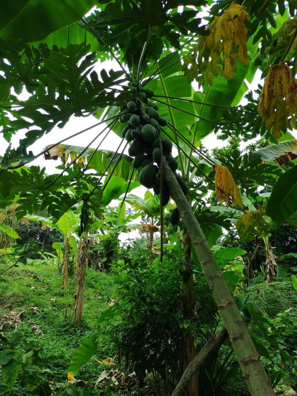 Cabana Wiwa Tayrona Los Naranjos Luaran gambar