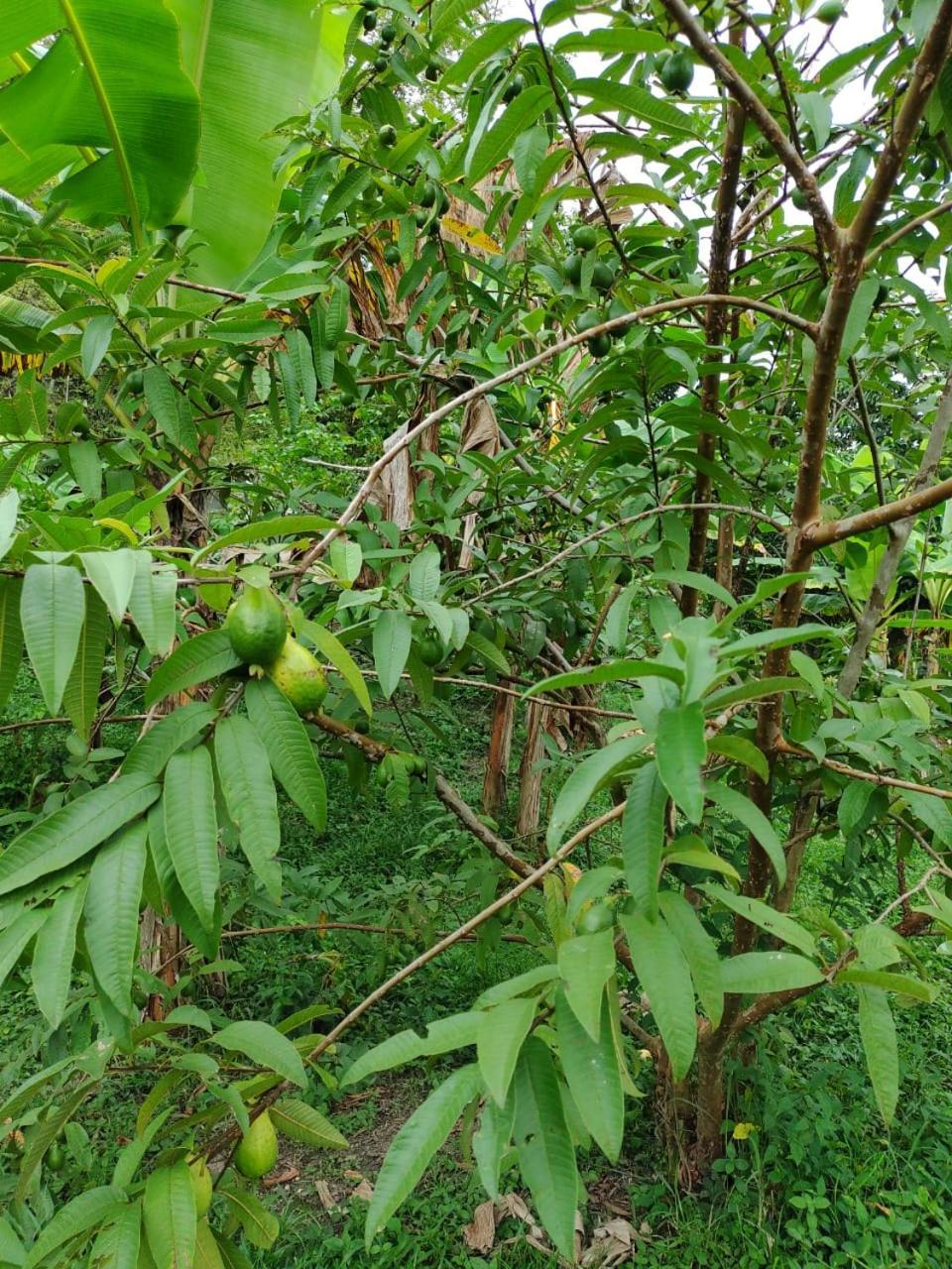 Cabana Wiwa Tayrona Los Naranjos Luaran gambar