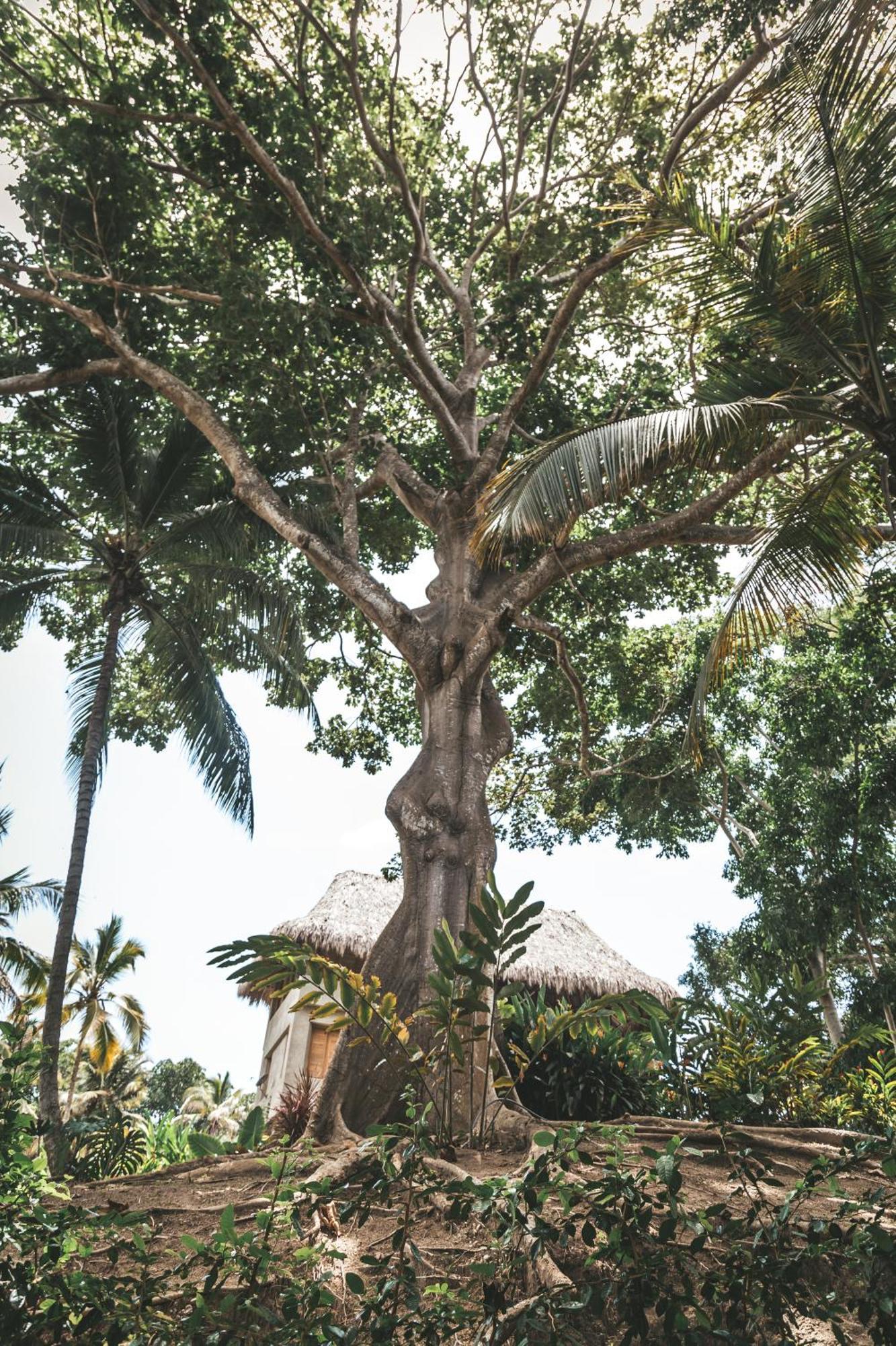 Cabana Wiwa Tayrona Los Naranjos Luaran gambar